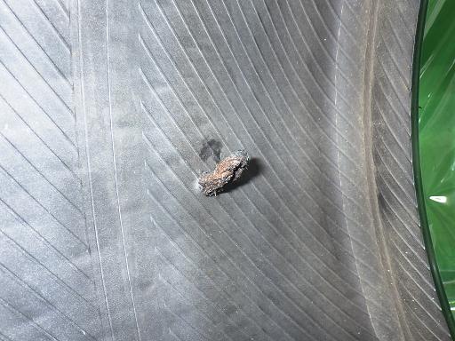 553042002　　クリックすると、もっと大きい画像を表示