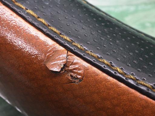 512850011　　クリックすると、もっと大きい画像を表示