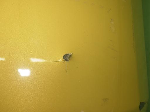 557477006　　クリックすると、もっと大きい画像を表示