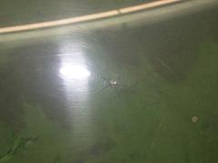 クリックすると拡大表示します